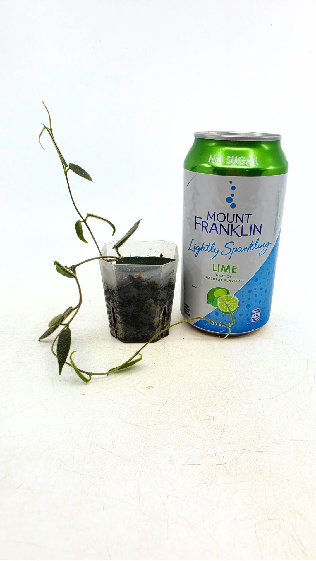 Rare waxplant Hoya Hypolasia available for sale at rare indoor plant shop The Leaf Gallery in Perth, Western Australia