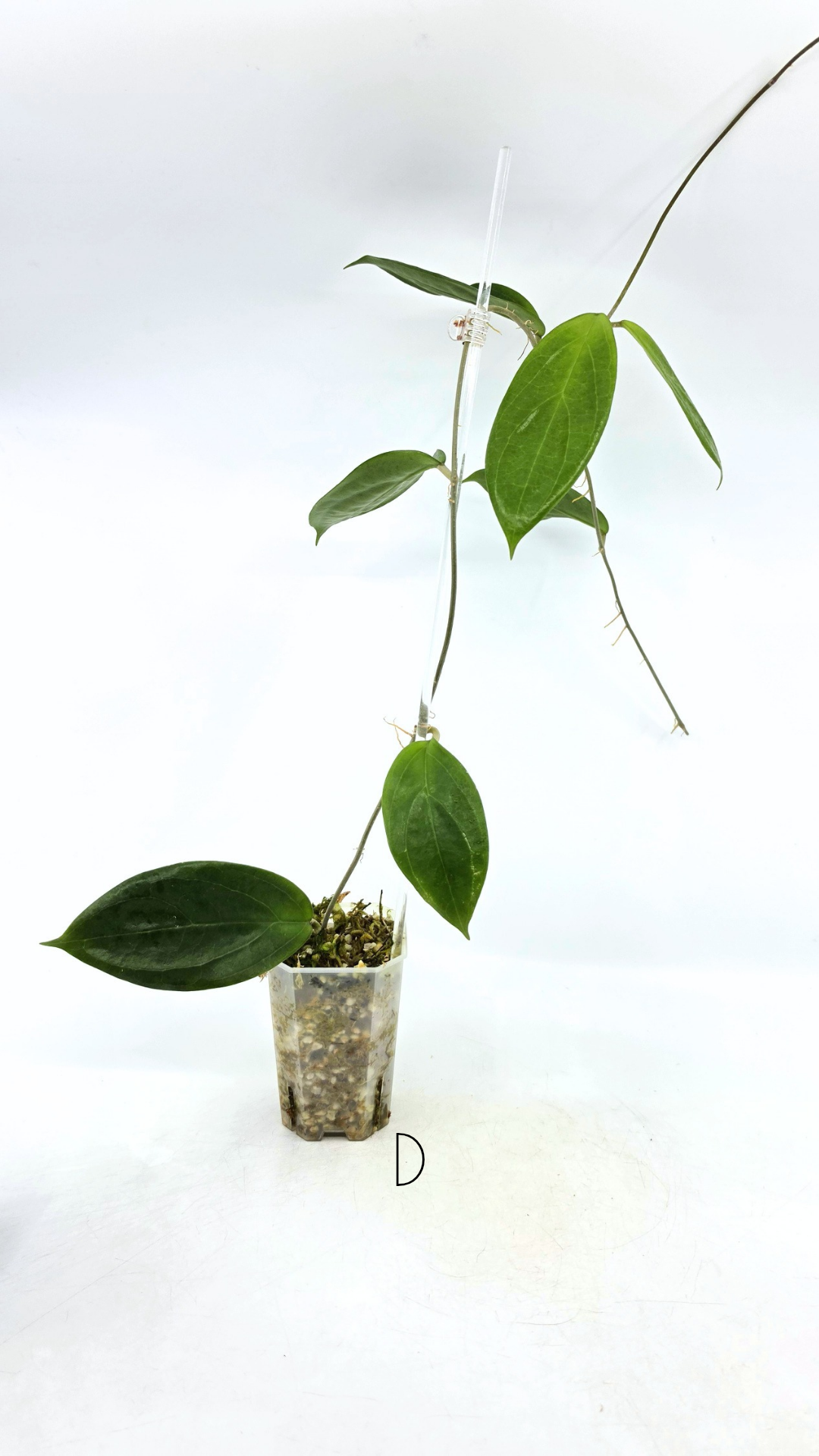 Rare waxplant Hoya UTC033 available for sale at rare indoor plant shop The Leaf Gallery in Perth, Western Australia