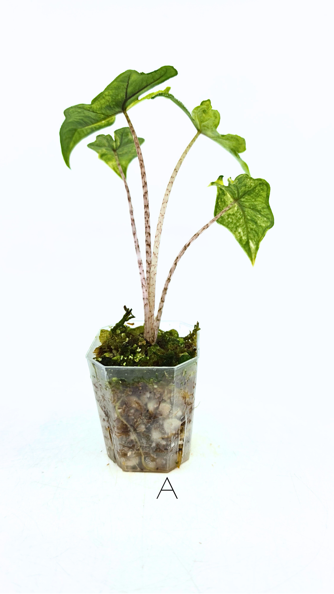 Rare indoor plant Alocasia Jacklyn Variegated available for sale at rare house plant shop The Leaf Gallery in Perth, Western Australia.