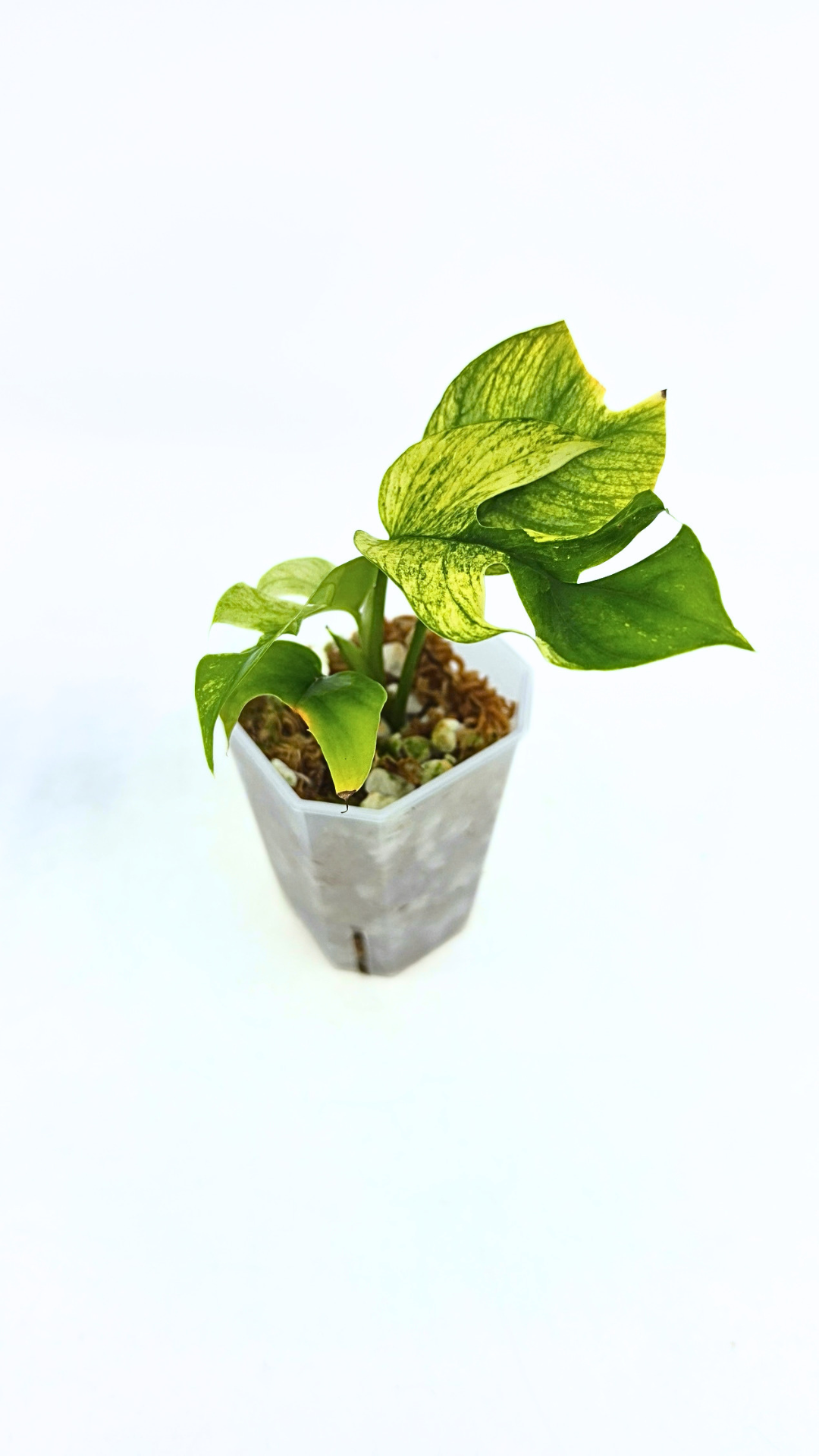 Rare indoor plant Raphidophora Tetrasperma Mint Varigated for sale by rare plant shop The Leaf Gallery in Perth, Western Australia