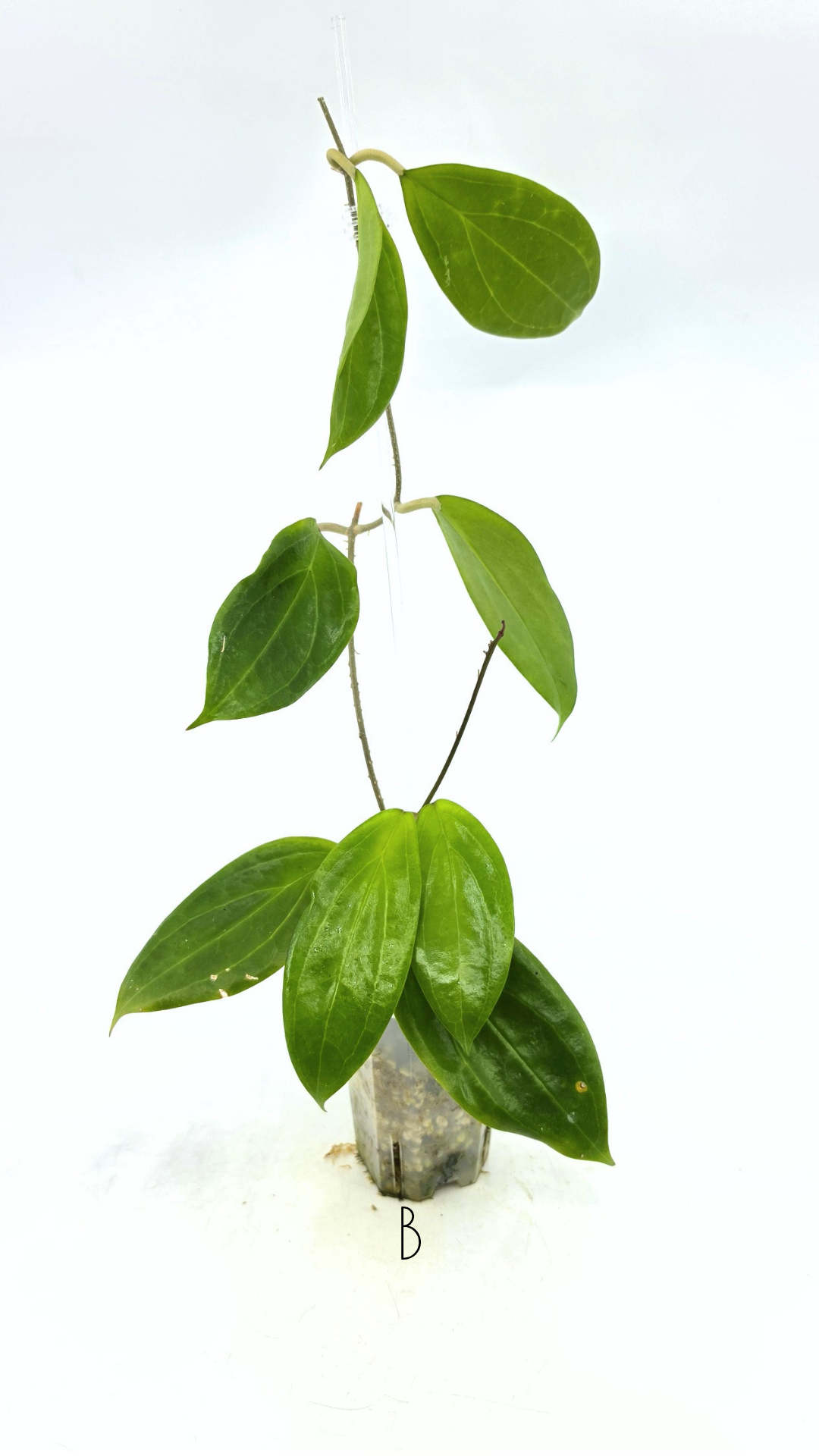 Rare waxplant Hoya UTC033 available for sale at rare indoor plant shop The Leaf Gallery in Perth, Western Australia