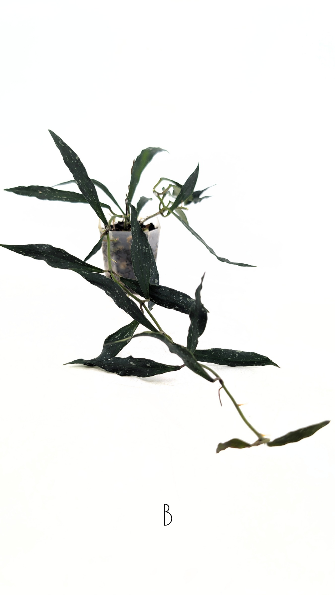 Rare waxplant Hoya Mirabillis Splash available for sale at rare indoor plant shop The Leaf Gallery in Perth, Western Australia