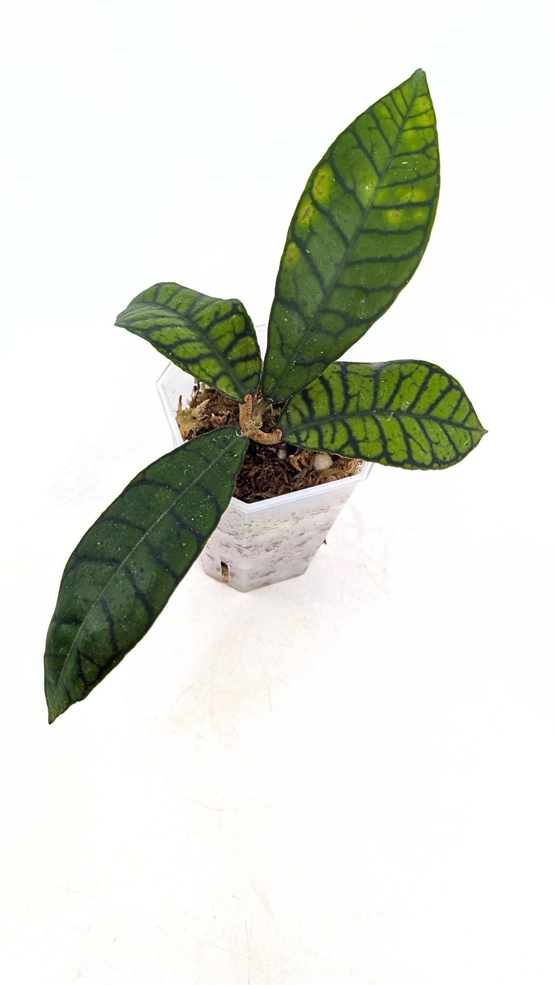 Rare Indoor Wax Plant Hoya Callistophylla sp Kalimantan available for sale at rare indoor plant shop the Leaf Gallery in Perth, Western Australia