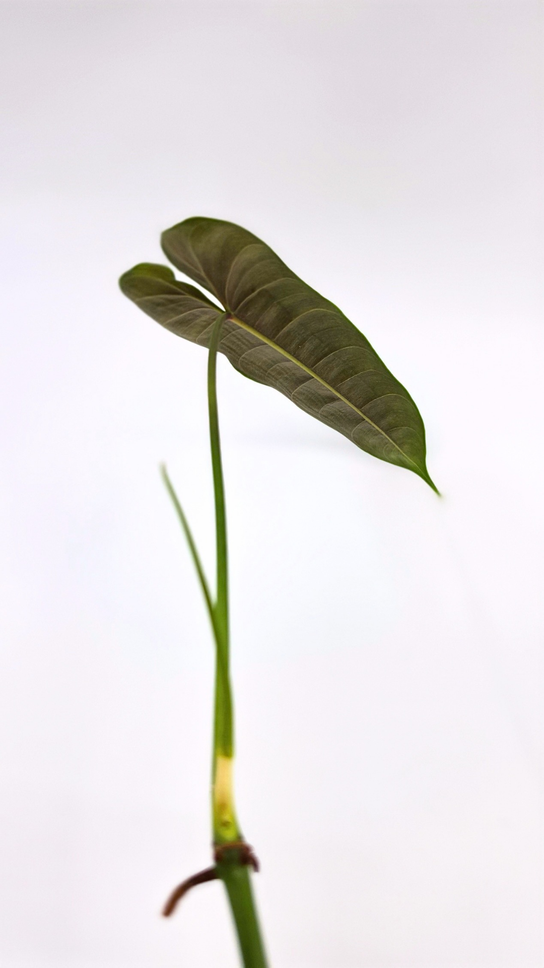 Rare indoor plant Philodendron Felix available for sale at rare house plant shop The Leaf Gallery in Perth, Western Australia