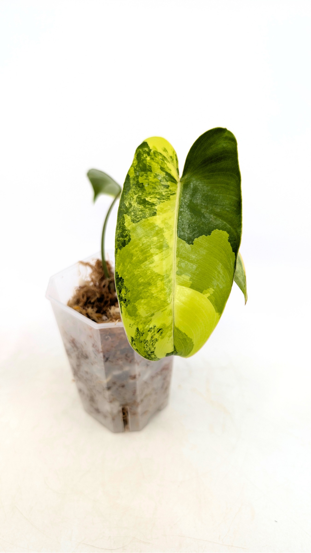 Uncommon indoor plant Philodendron Burle Marx Varigated available for sale at rare indoor plant shop The Leaf Gallery in Perth, Western Australia