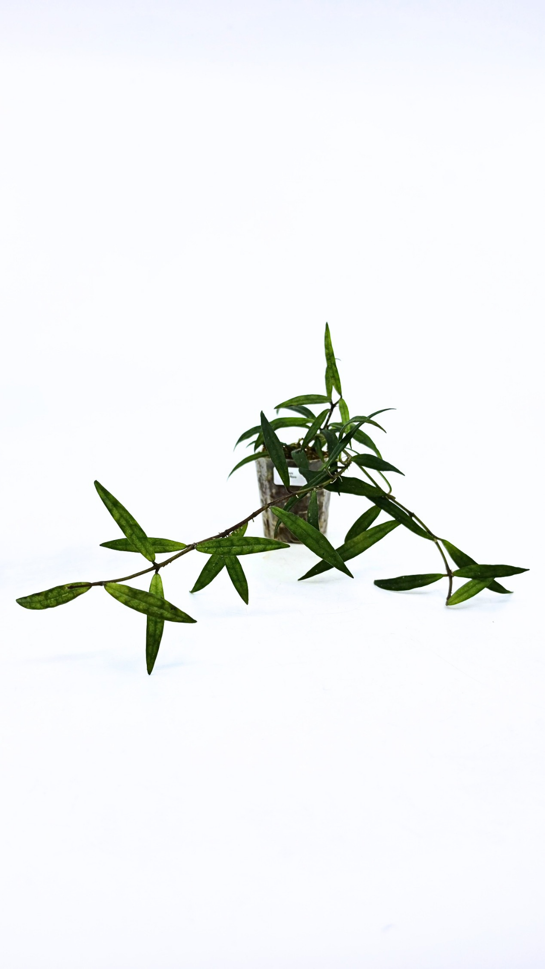 Uncommon waxplant Hoya Pauciflora available for sale at rare indoor plan shop The Leaf Gallery in Perth, Western Australia