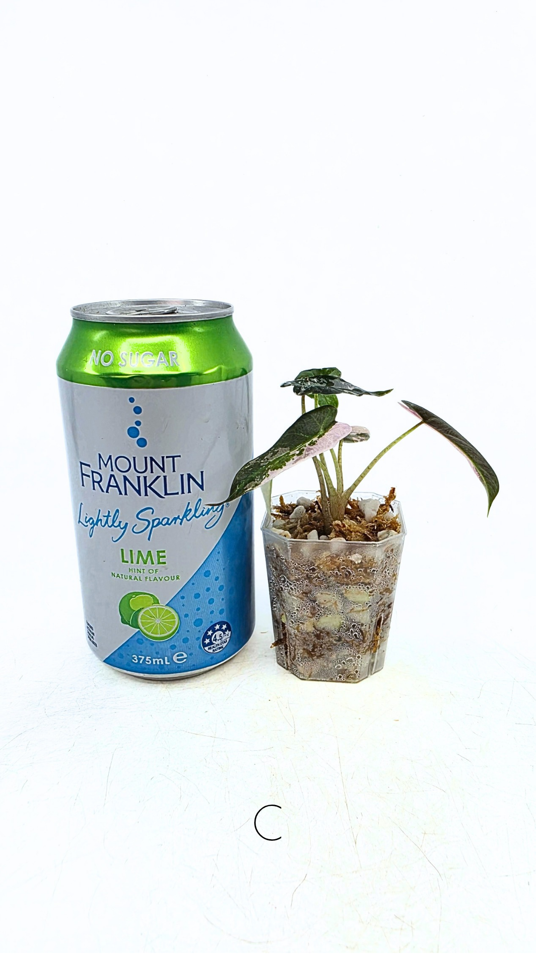 Rare indoor plant Alocasia Amazonica Bambino Pink TC plantlets available for sale at rare houseplant shop The Leaf Gallery in Perth, Western Australia