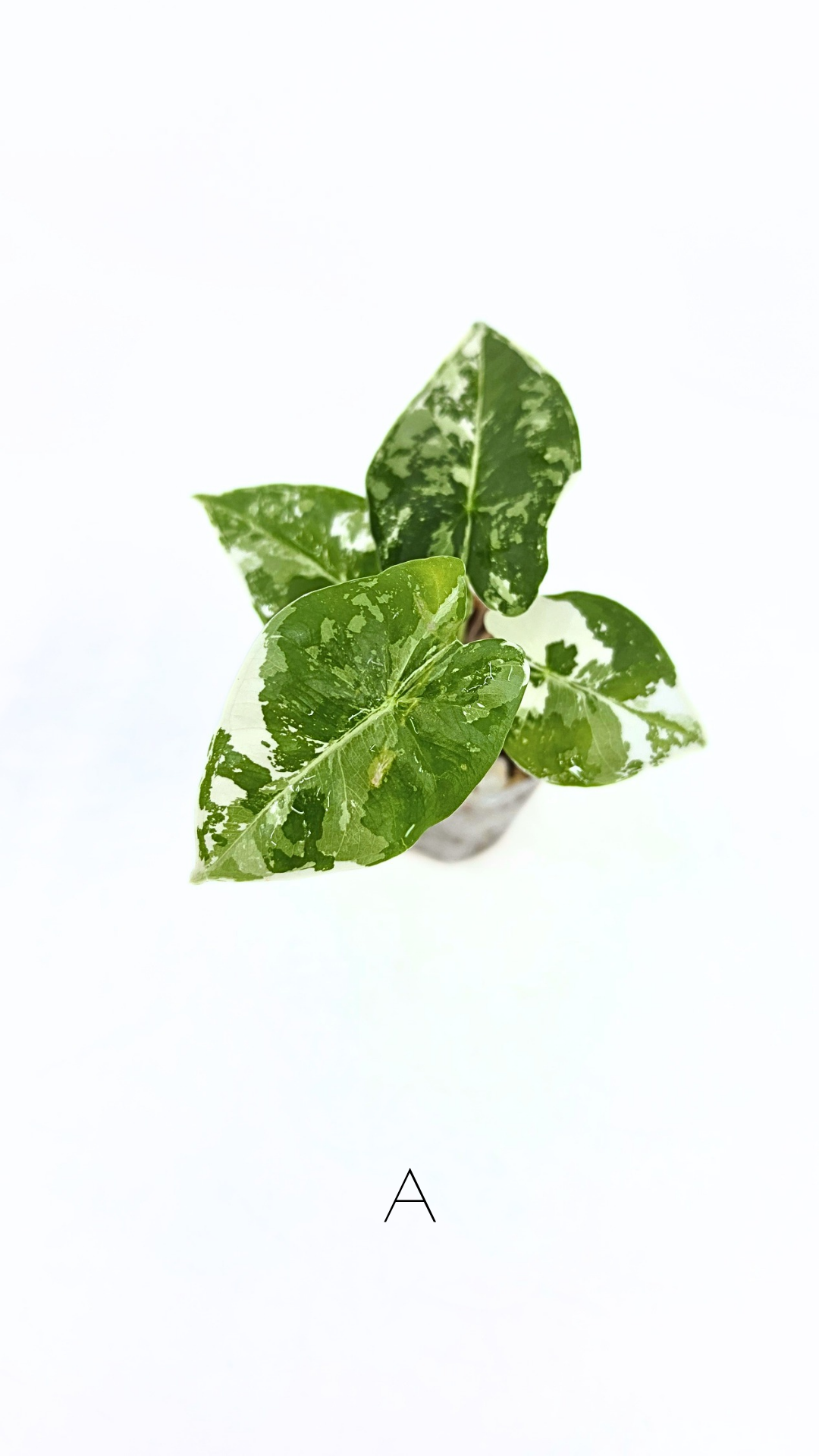 Rare indoor plant Alocasia Frydek Variegated available for sale at rare house plant shop The Leaf Gallery in Perth, Western Australia