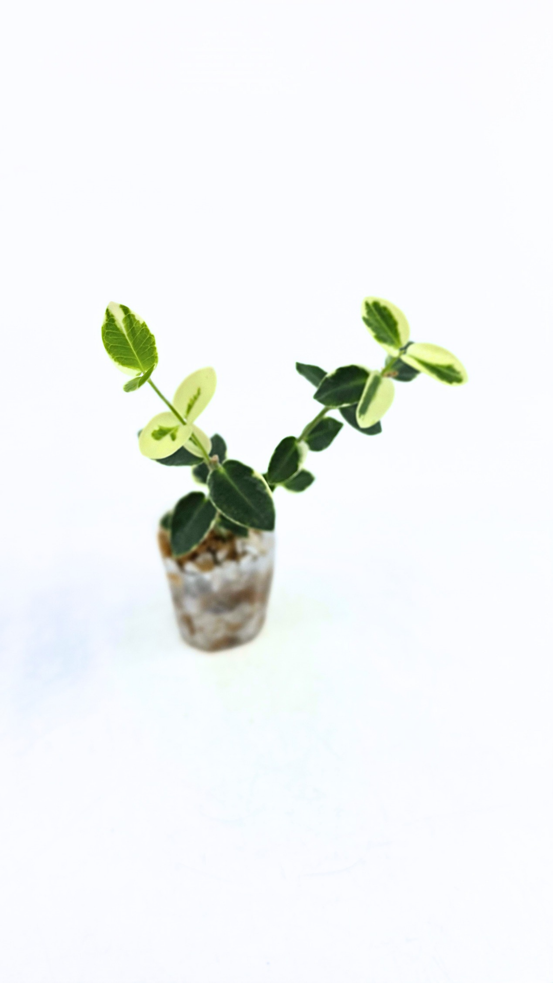Rare waxplant Hoya Cumingiana Albo available for sale at rare indoor plant shop The Leaf Gallery in Perth, Western Australia