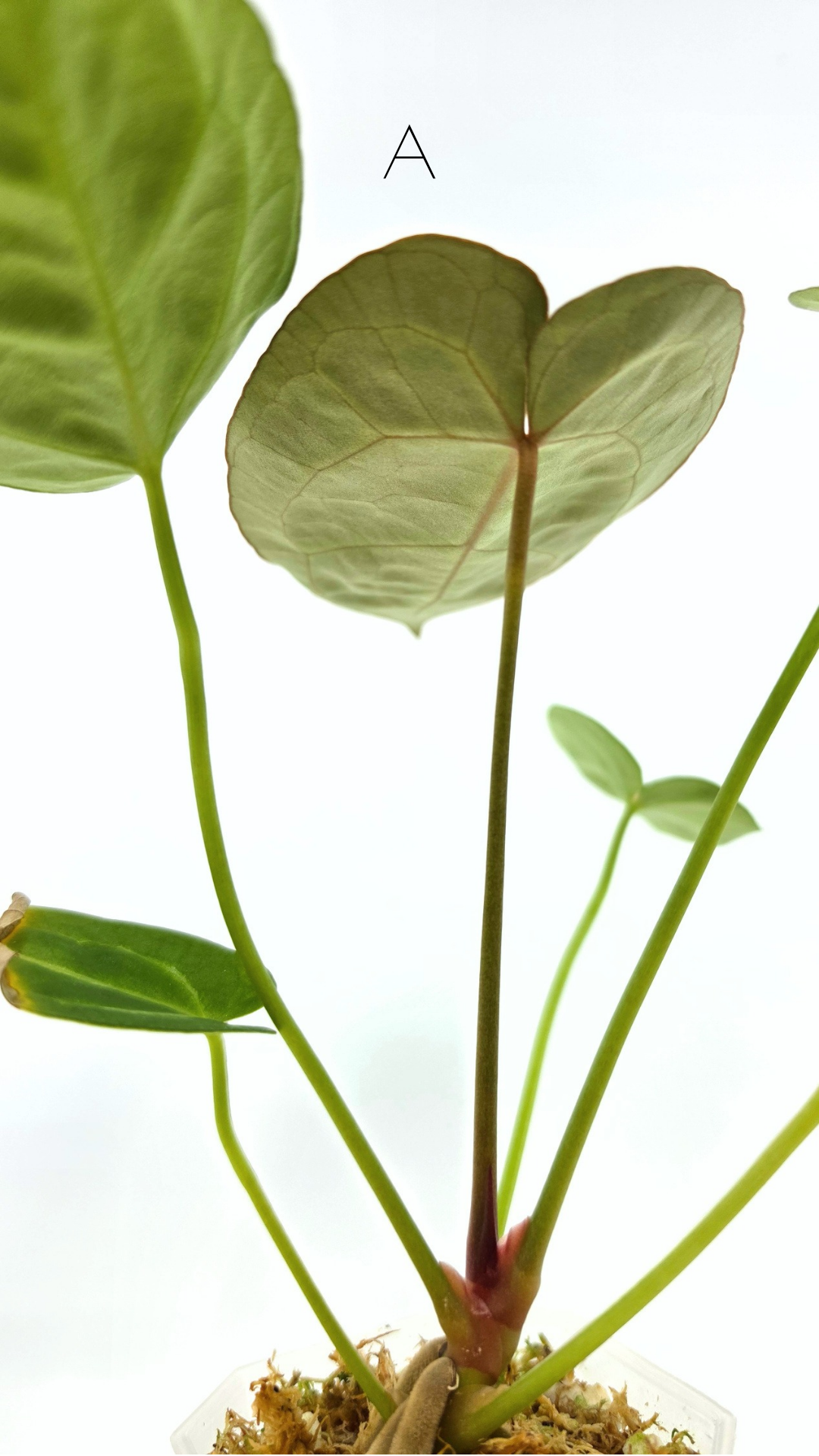 Rare anthurium hybrid Anthurium Dark Forgetii x Bessae Aff X Anthurium Michelle by The Leaf Gallery in Perth, Western Australia