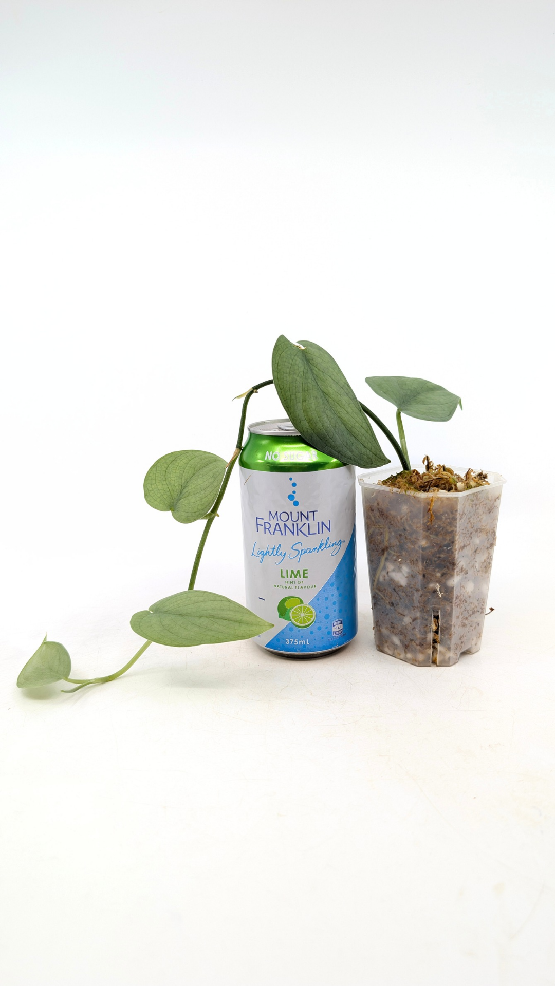 Rare indoor plant Scindapsus Platinum available for sale at rare plant shop The Leaf Gallery in Perth, Western Australia