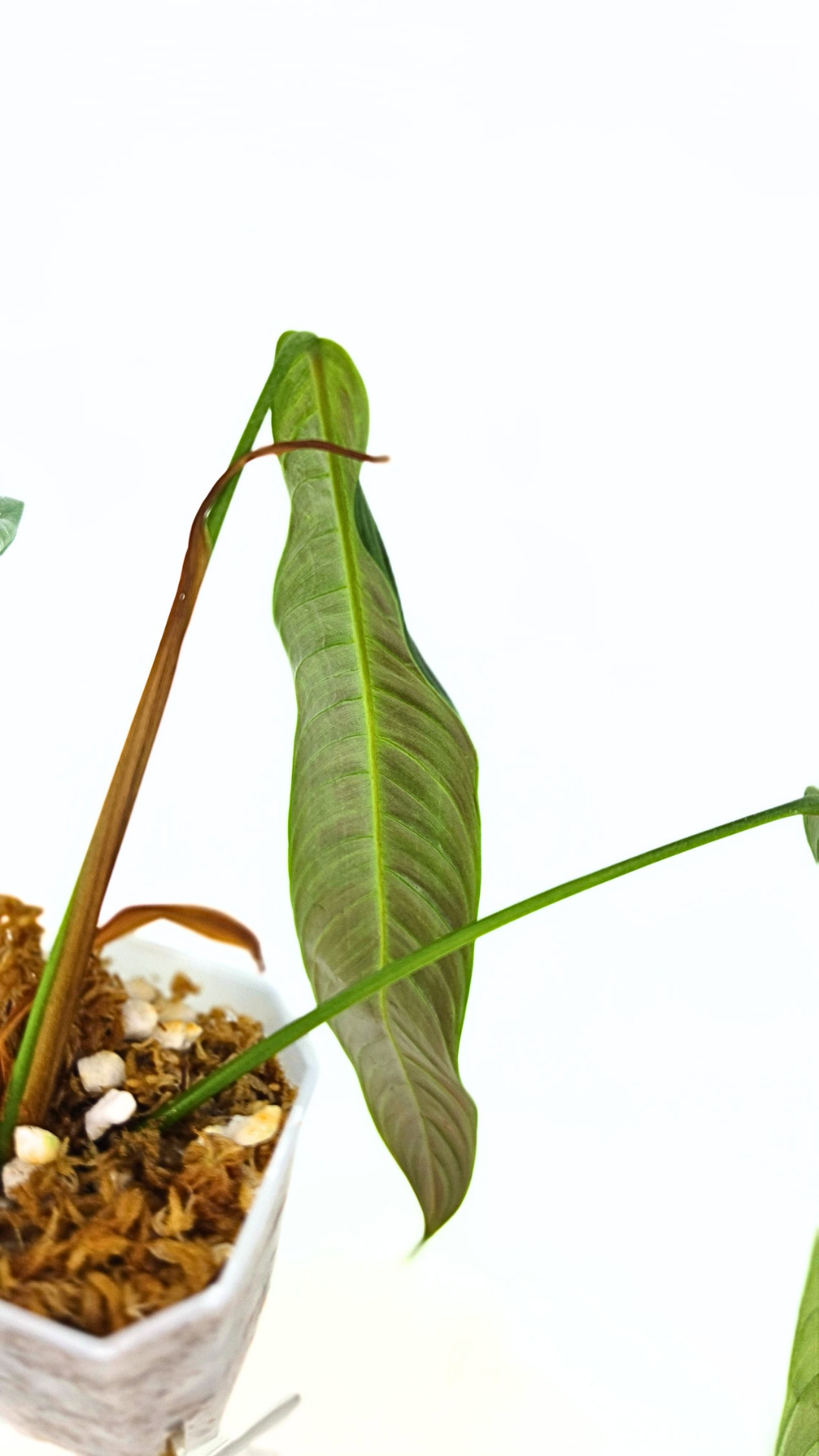 Rare Indoor Plant Philodendron Heterocraspedon for sale at rare plant shop The Leaf Gallery in Perth, Western Australia