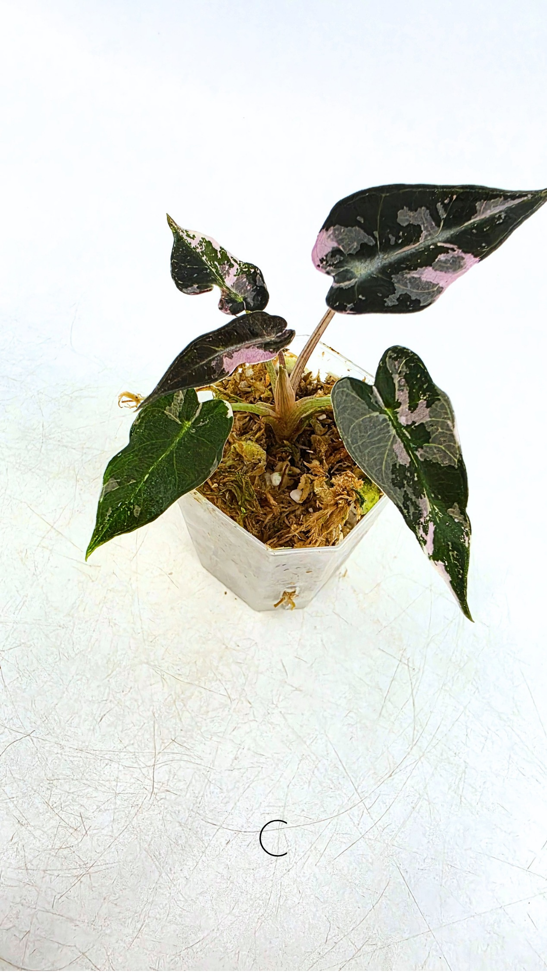 Rare indoor plant Alocasia Amazonica Bambino Pink TC plantlets available for sale at rare houseplant shop The Leaf Gallery in Perth, Western Australia