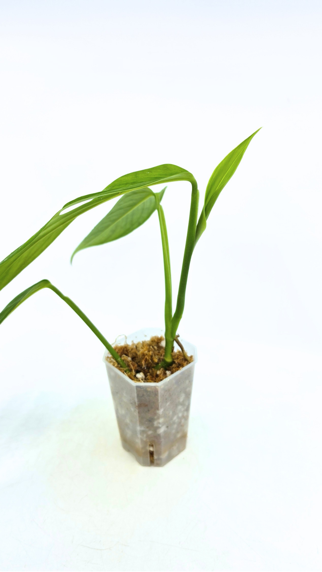 Rare Monstera Xanthospatha available for sale at rare plant shop The Leaf Gallery in Perth, Western Australia