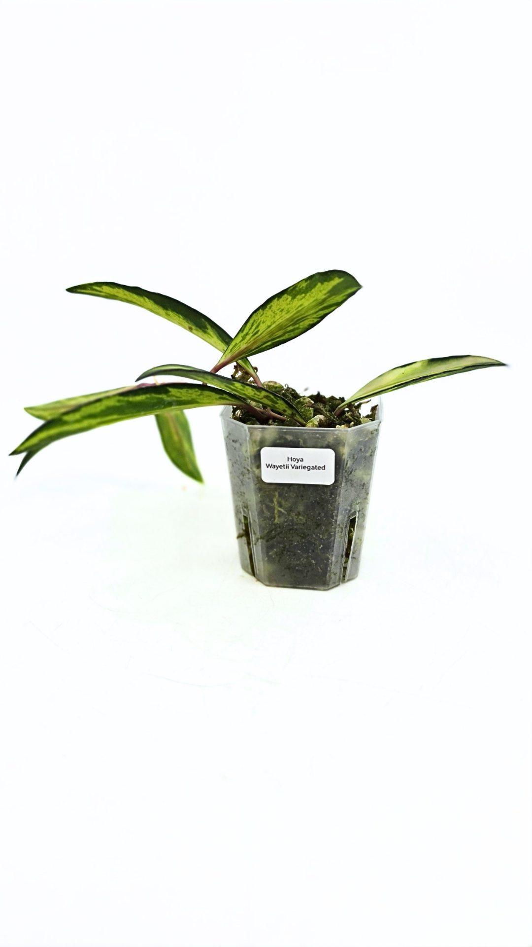 Rare waxplant Hoya Wayetii varigated available for sale at rare indoor plant shop The Leaf Gallery in Perth, Western Australia