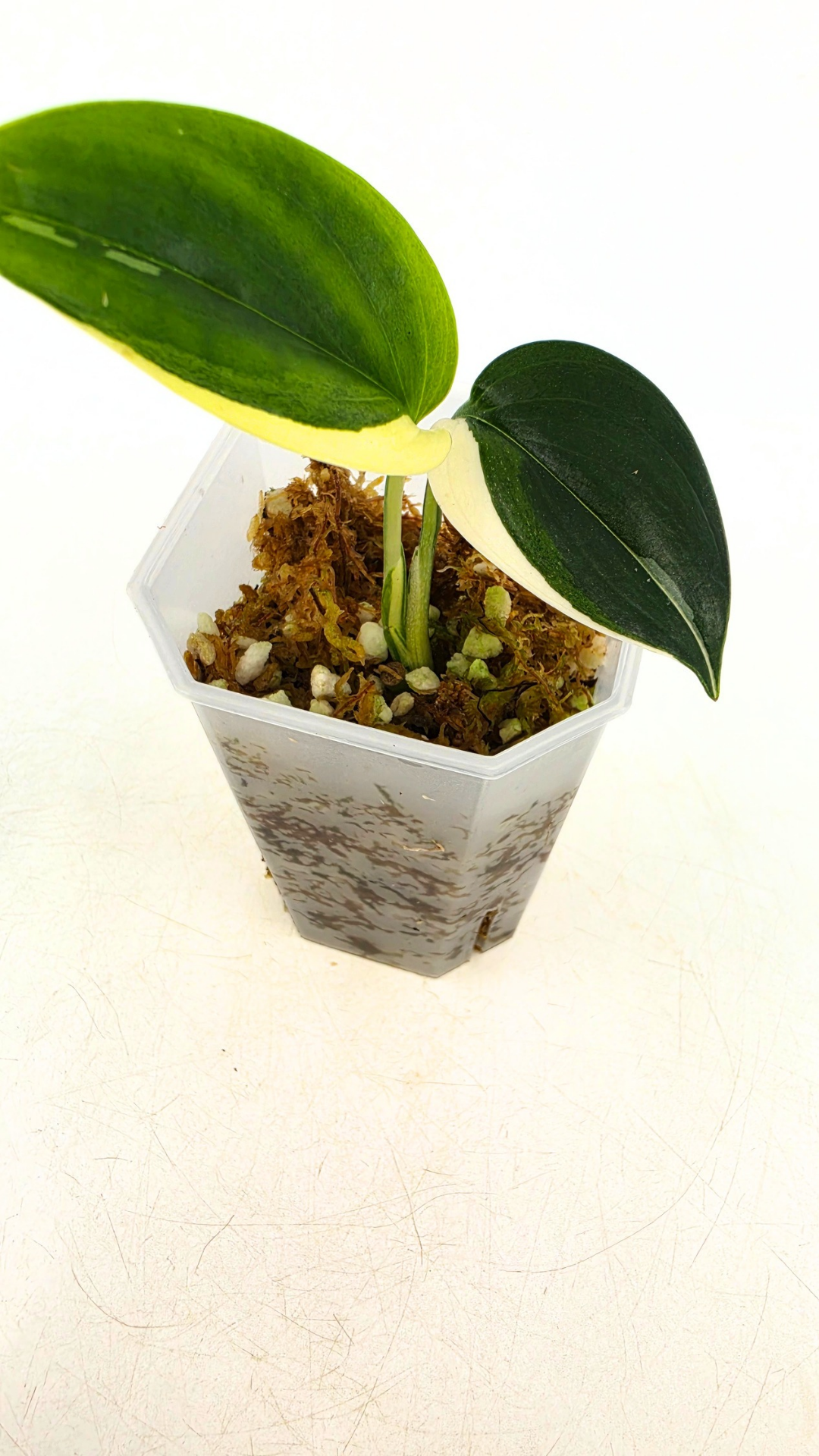Rare plant Scindapsus Blue Albo Varigated available at rare plant shop The Leaf Gallery in Perth, Western Australia