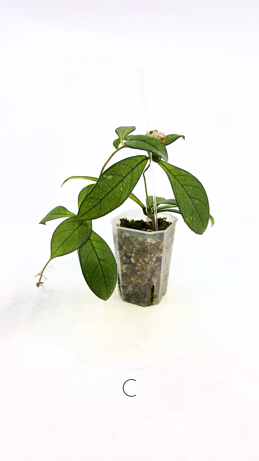 Rare waxplant Hoya Hainanensis Da Nang Vietnam available for sale at rare indoor plant shop The Leaf Gallery in Perth, Western Australia