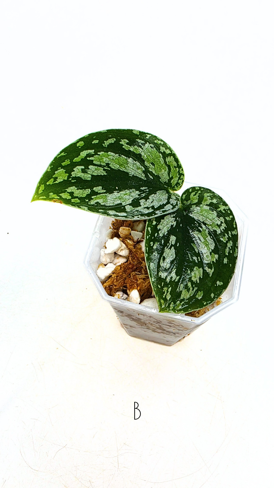 Rare indoor plant Scindapsus Dark Silver Tricolour available for sale at rare house plant shop The Leaf Gallery in Perth, Western Australia