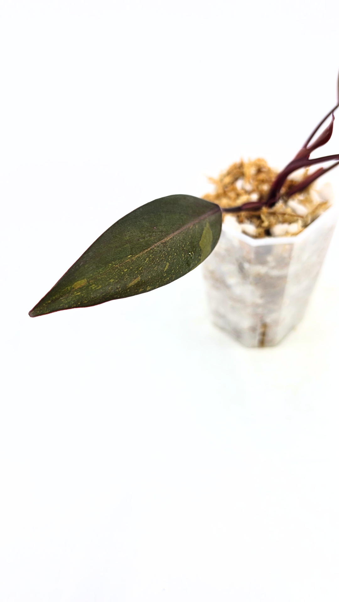 Rare indoor plant Philodendron Orange Princess Varigated available for sale at rare plant shop The Leaf Gallery in Perth, Western Australia