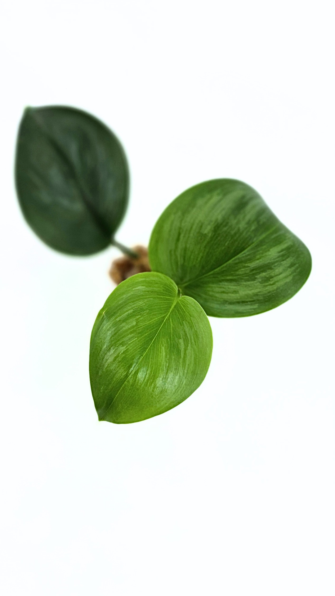 Rare indoor plant Scindapsus Treubii Moonlight available for sale at rare house plant shop The Leaf Gallery in Perth, Western Australia