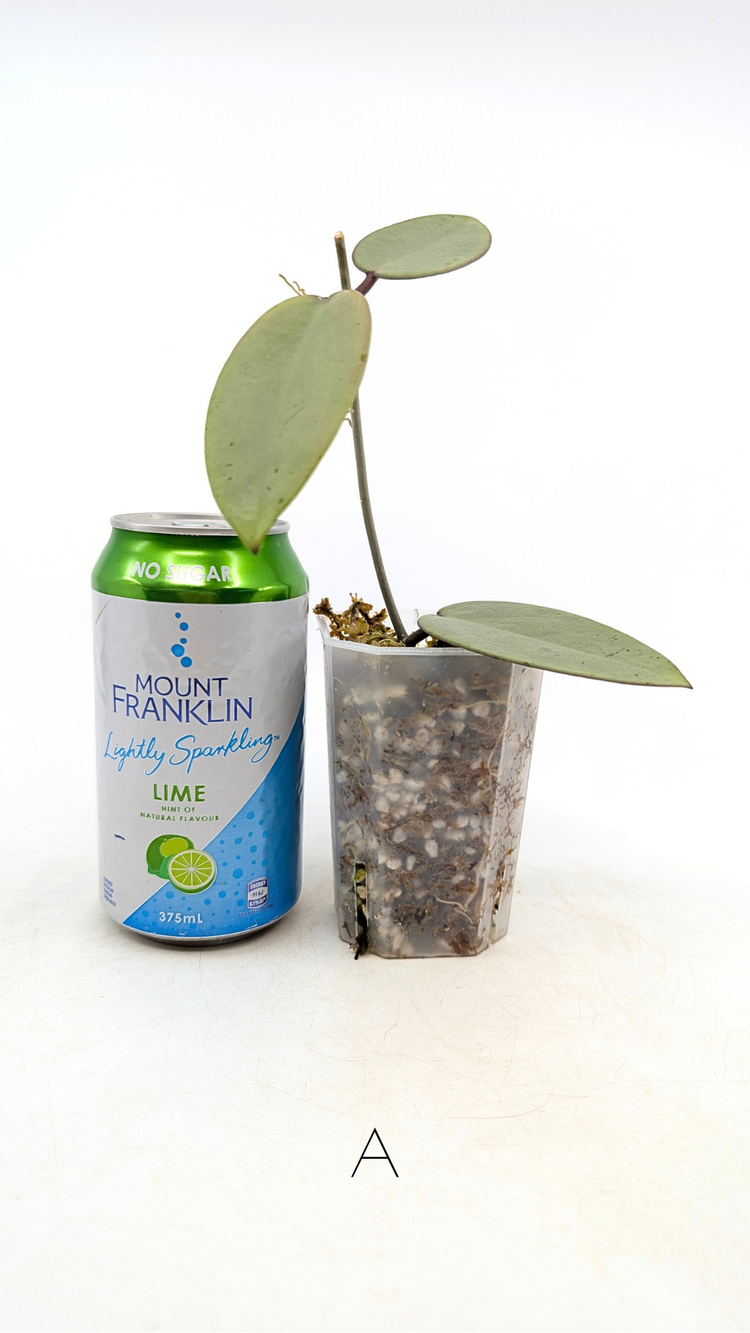 Rare waxplant Hoya Silver Dollar available for sale at rare indoor plant shop The Leaf Gallery in Perth, Western Australia