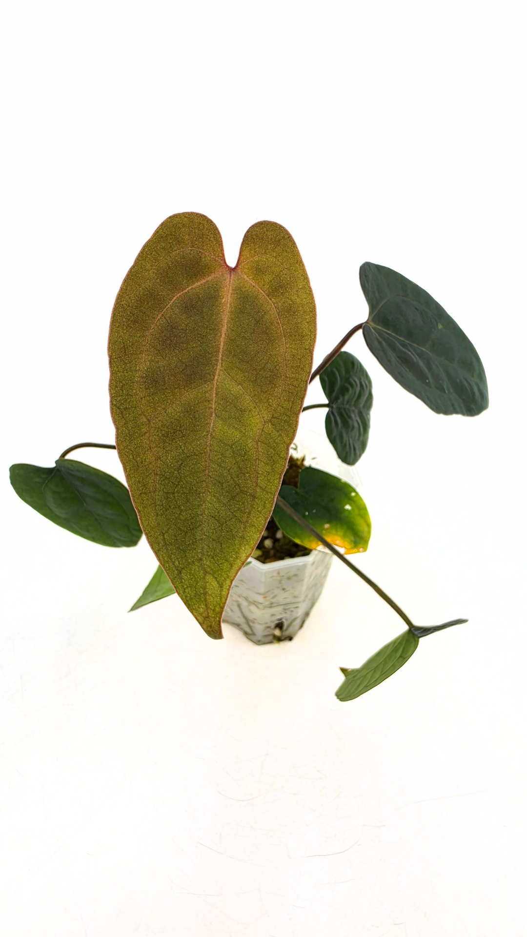 Rare indoor plant Anthurium Ace of Spades Dark Form available for sale at rare house plant shop The Leaf Gallery in Perth, Western Australia