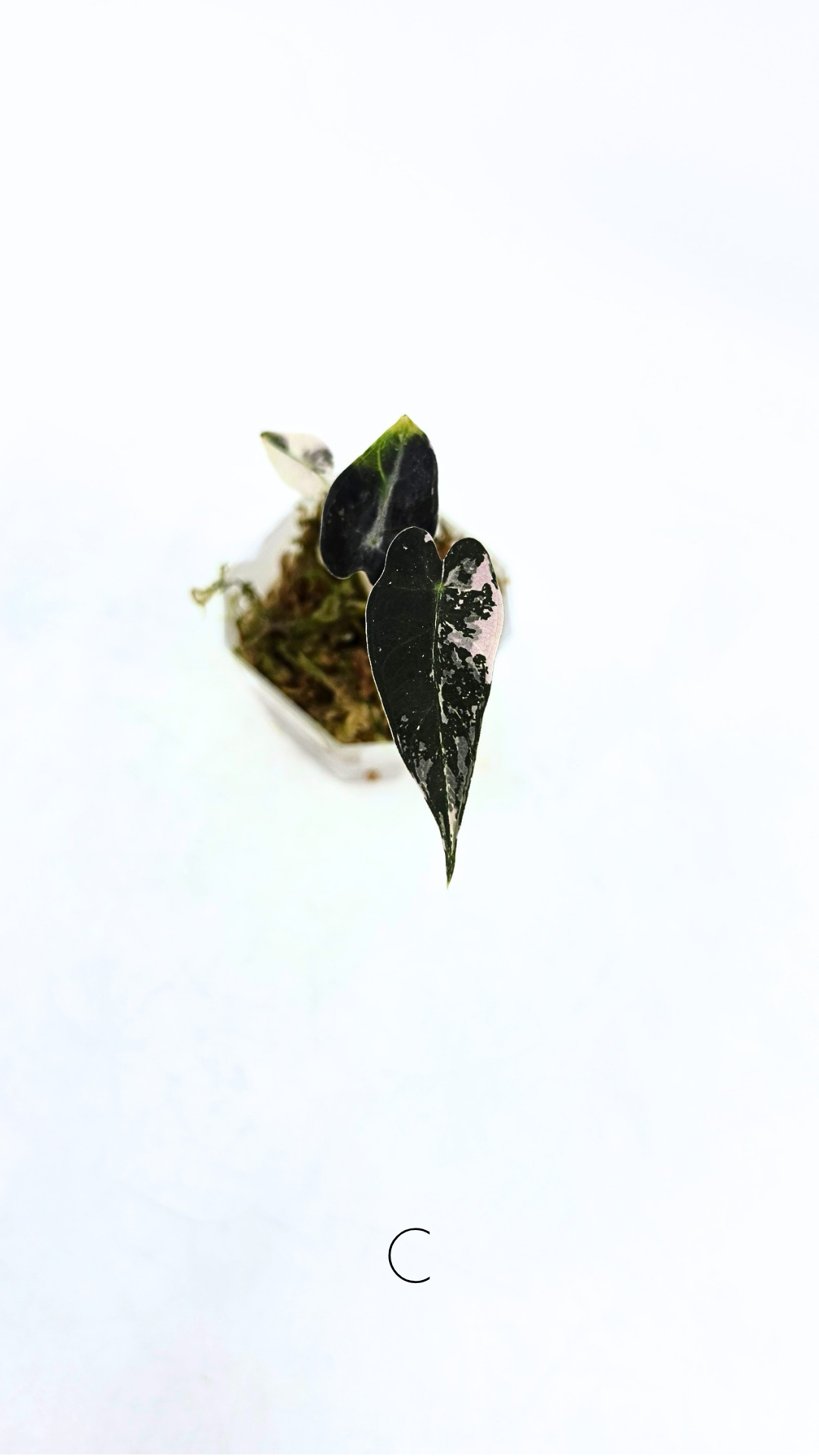 Rare indoor plant Alocasia Amazonica Bambino Pink TC plantlets available for sale at rare houseplant shop The Leaf Gallery in Perth, Western Australia