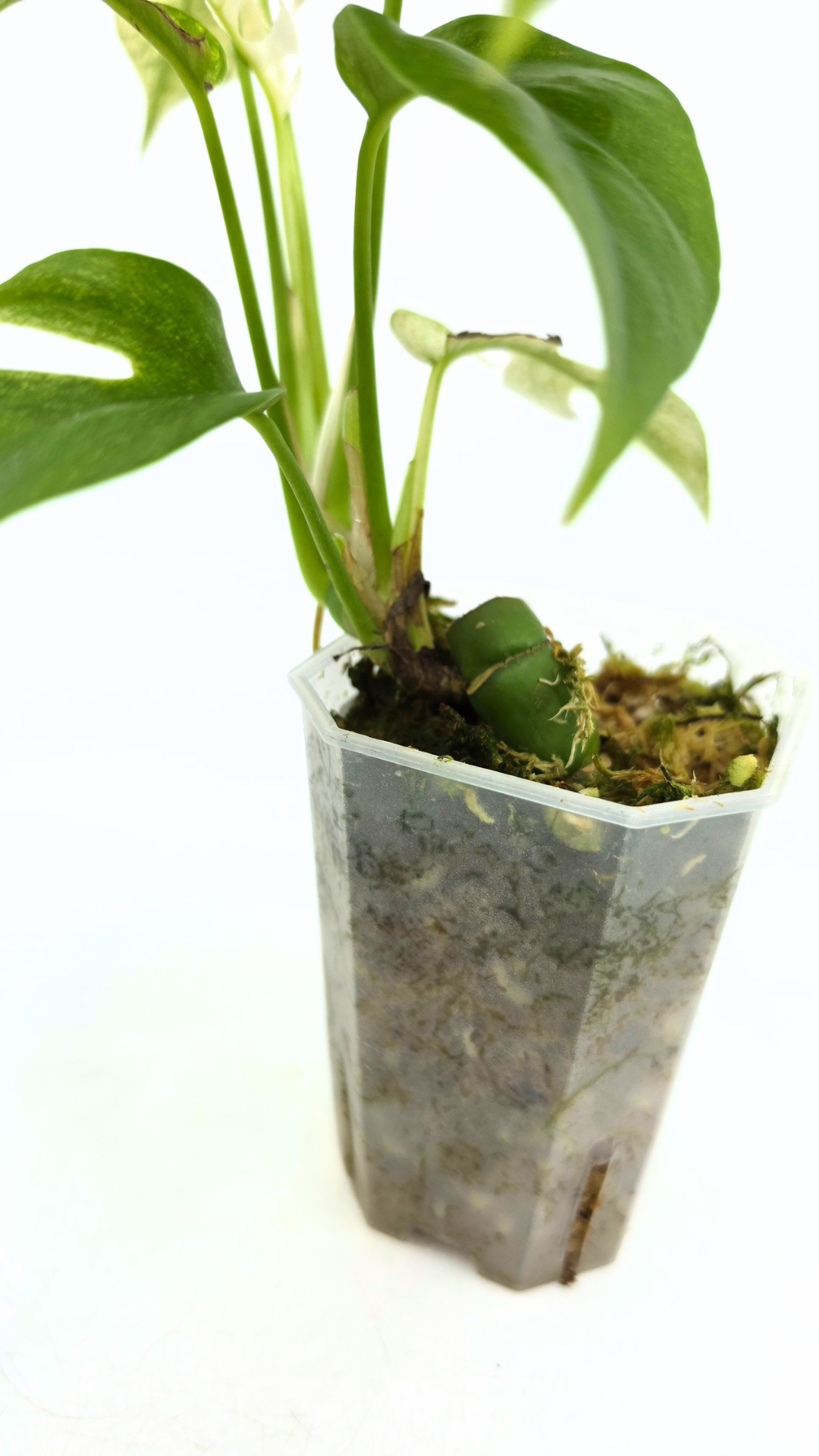 Rare indoor plant Raphidophora Tetrasperma Mint Varigated for sale by rare plant shop The Leaf Gallery in Perth, Western Australia
