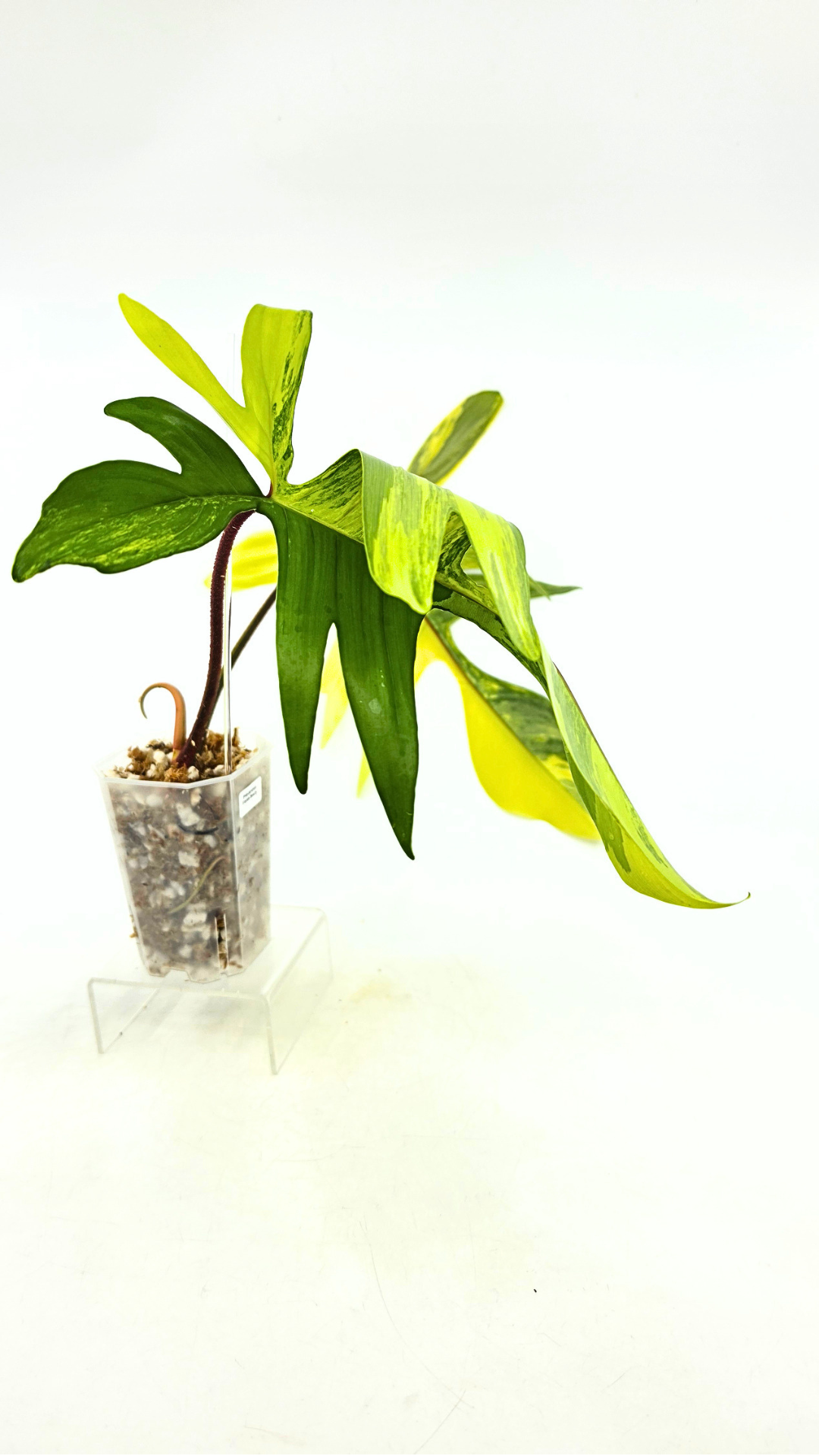 Rare indoor plant Philodendron Florida Beauty Varigated available at rare plant shop The Leaf Gallery in Perth, Western Australia