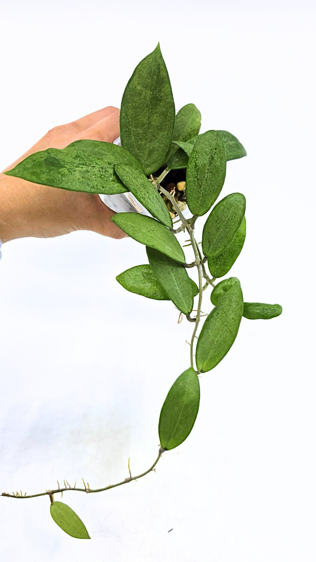 Rare waxplant Hoya Silver Lady also known as Hoya Xiao Jie available for sale at rare indoor plant shop The Leaf Gallery in Perth, Western Australia