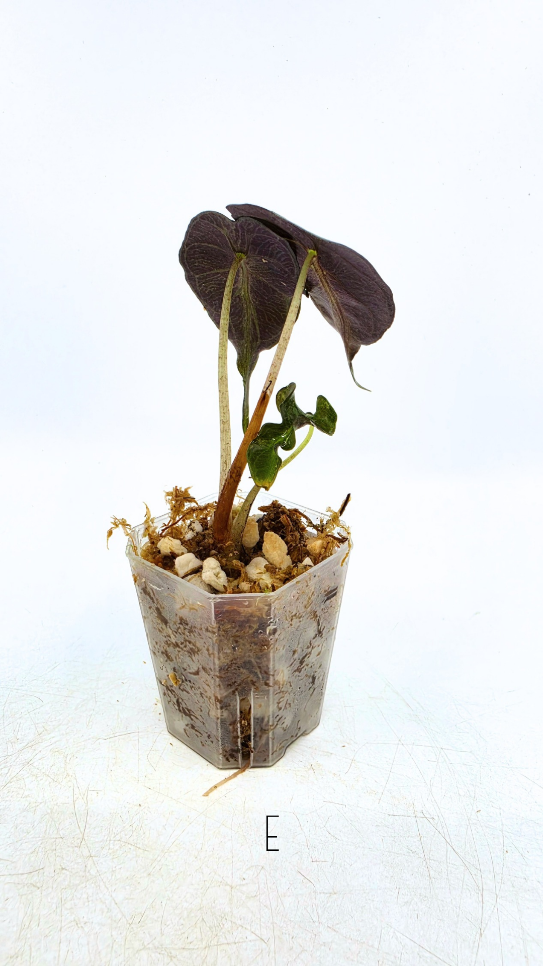 Rare indoor plant Alocasia Venom available for sale at rare house plant shop The Leaf Gallery in Perth, Western Australia.