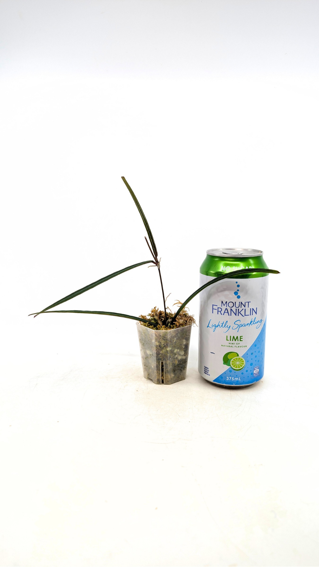 Rare waxplant Hoya Insularis available for sale at rare indoor plant shop The Leaf Gallery in Perth, Western Australia