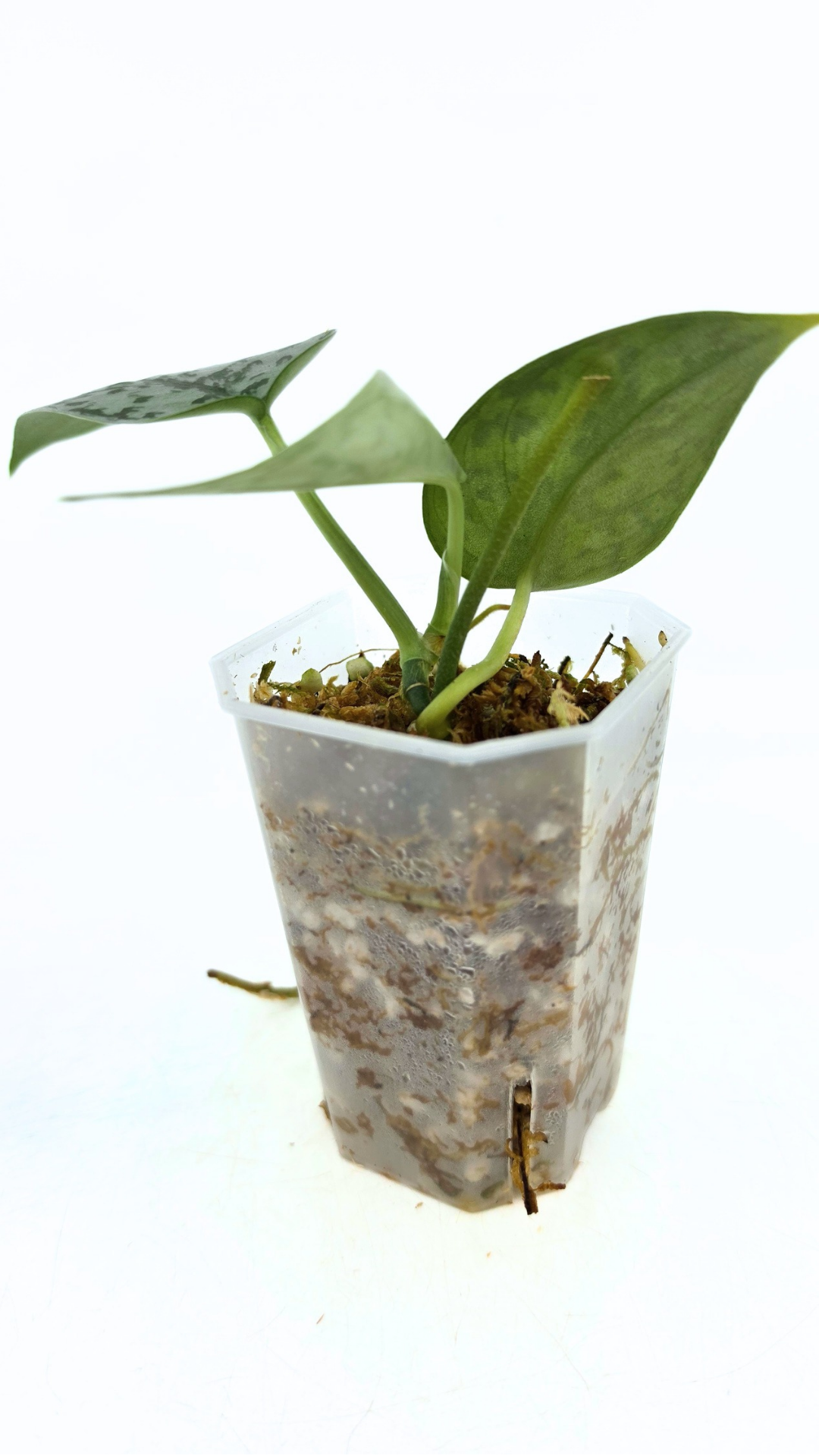 Uncommon indoor plant scindapsus pictus Silver Lady available for sale at rare plant shop The Leaf Gallery in Perth, Western Australia.