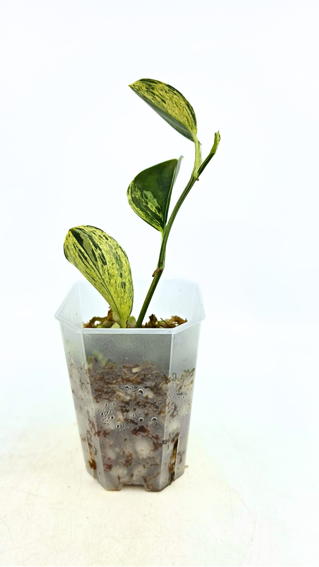 Rare indoor plant Scindapsus Treubii Dark Aurea Varigated available for sale at rare house plant shop The Leaf Gallery in Perth, Western Australia
