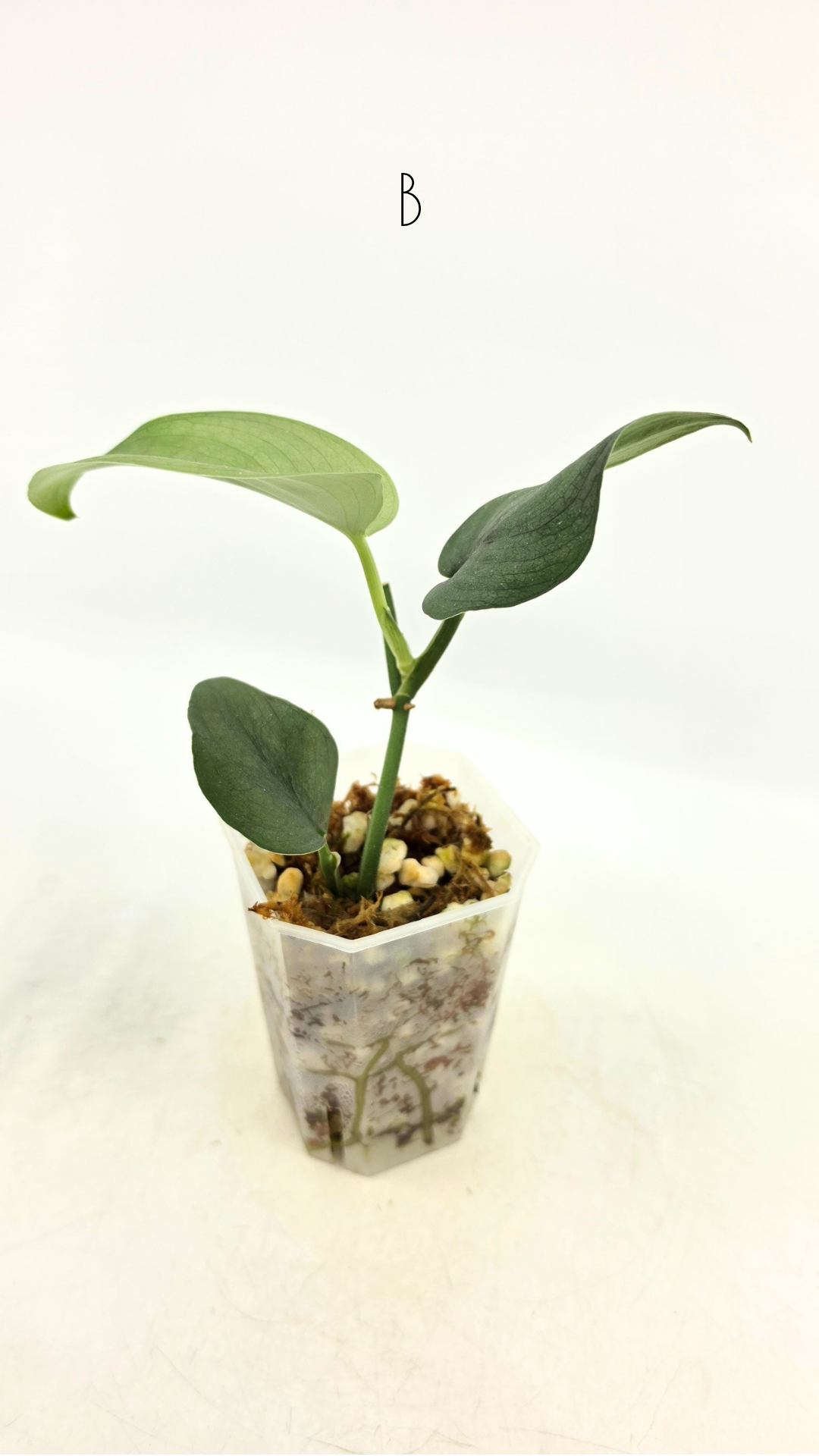 Rare indoor plant Scindapsus Platinum available for sale at rare plant shop The Leaf Gallery in Perth, Western Australia