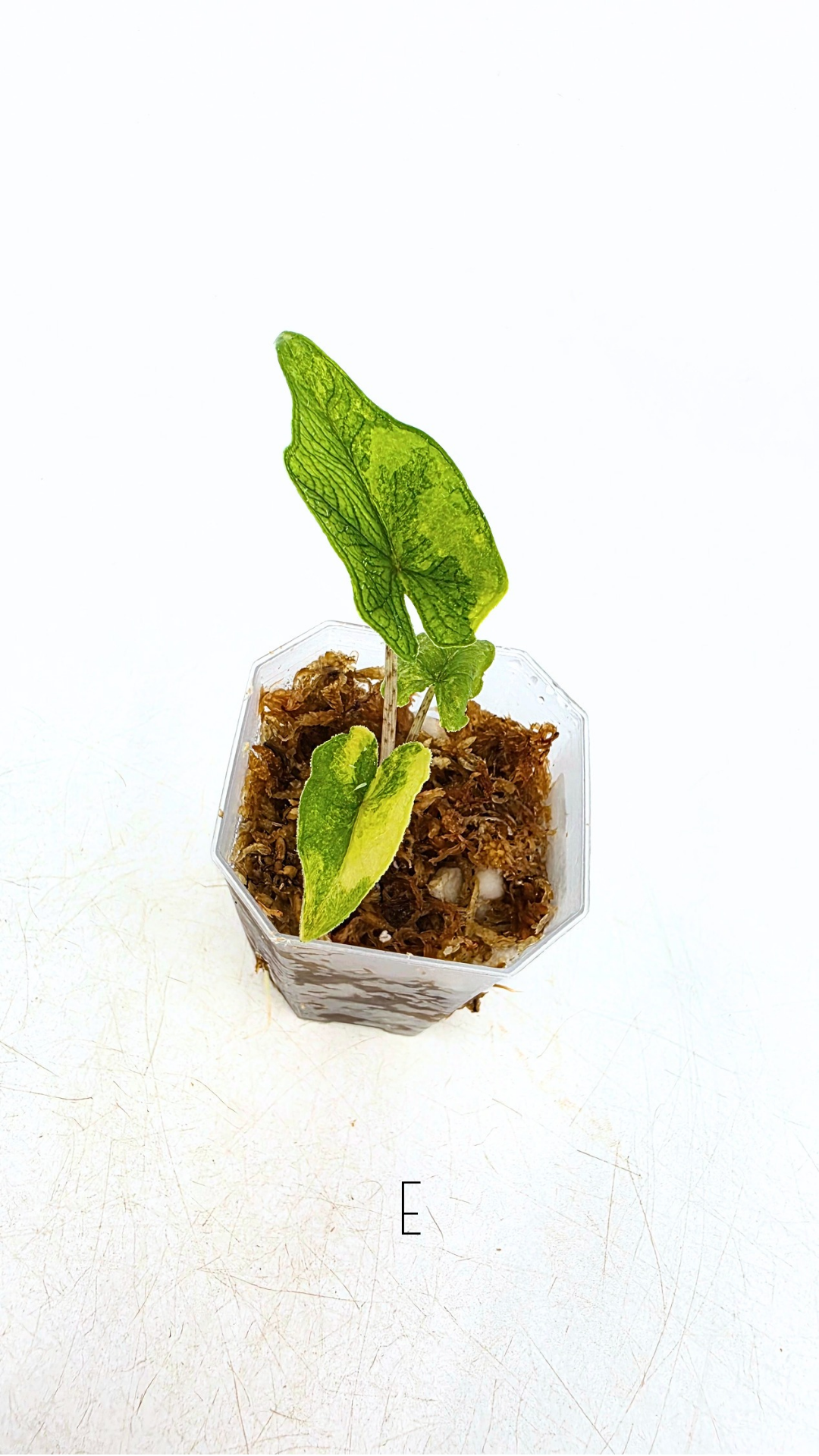 Rare indoor plannt Alocasia Jacklyn Variegated available for sale at rare house plant shop The Leaf Gallery in Perth, Western Australia.