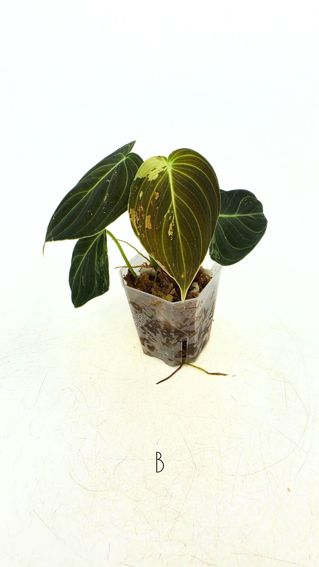 Rare plant Philodendron Melanochrysum Varigated available for sale at rare plant shop The Leaf Gallery in Perth, Western Australia