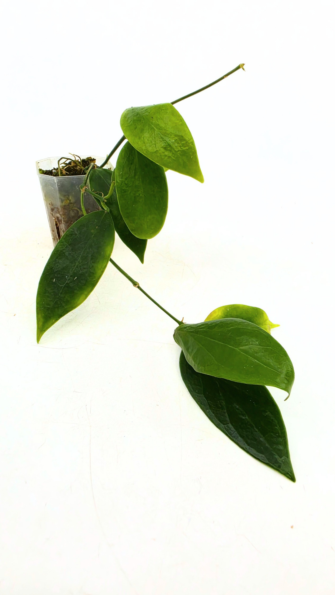 Uncommon waxplant Hoya Flavida Mt Gallego available for sale at rare plant shop The Leaf Gallery in Perth, Western Australia