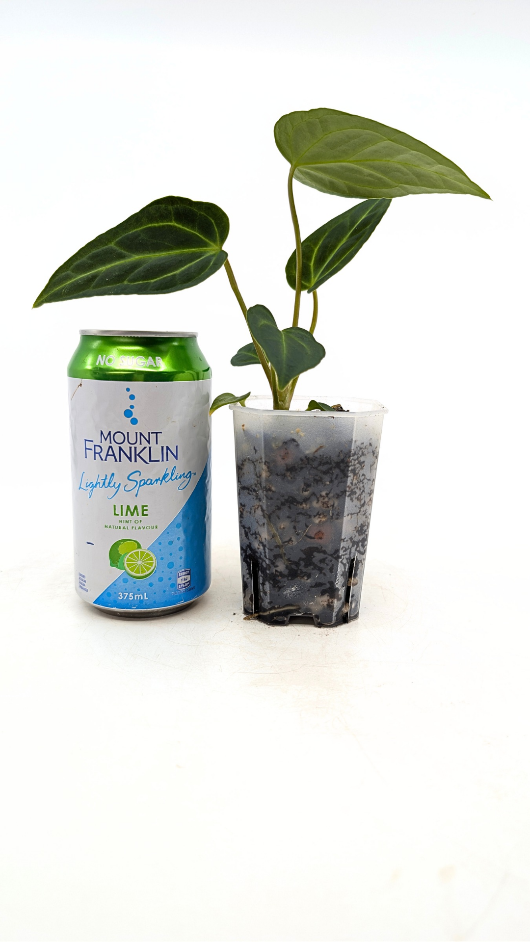 Rare indoor plant pure Anthurium Regale seedlings available for sale at rare house plant shop The Leaf Gallery in Perth, Western Australia