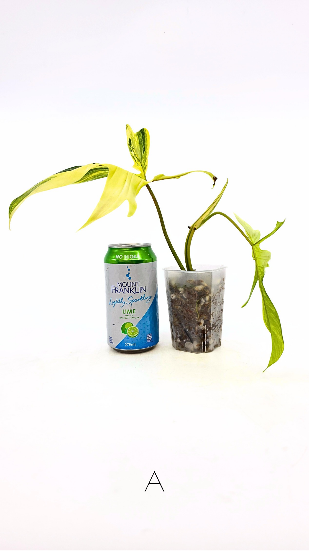 Rare indoor plant Philodendron Florida Beauty Varigated available at rare plant shop The Leaf Gallery in Perth, Western Australia