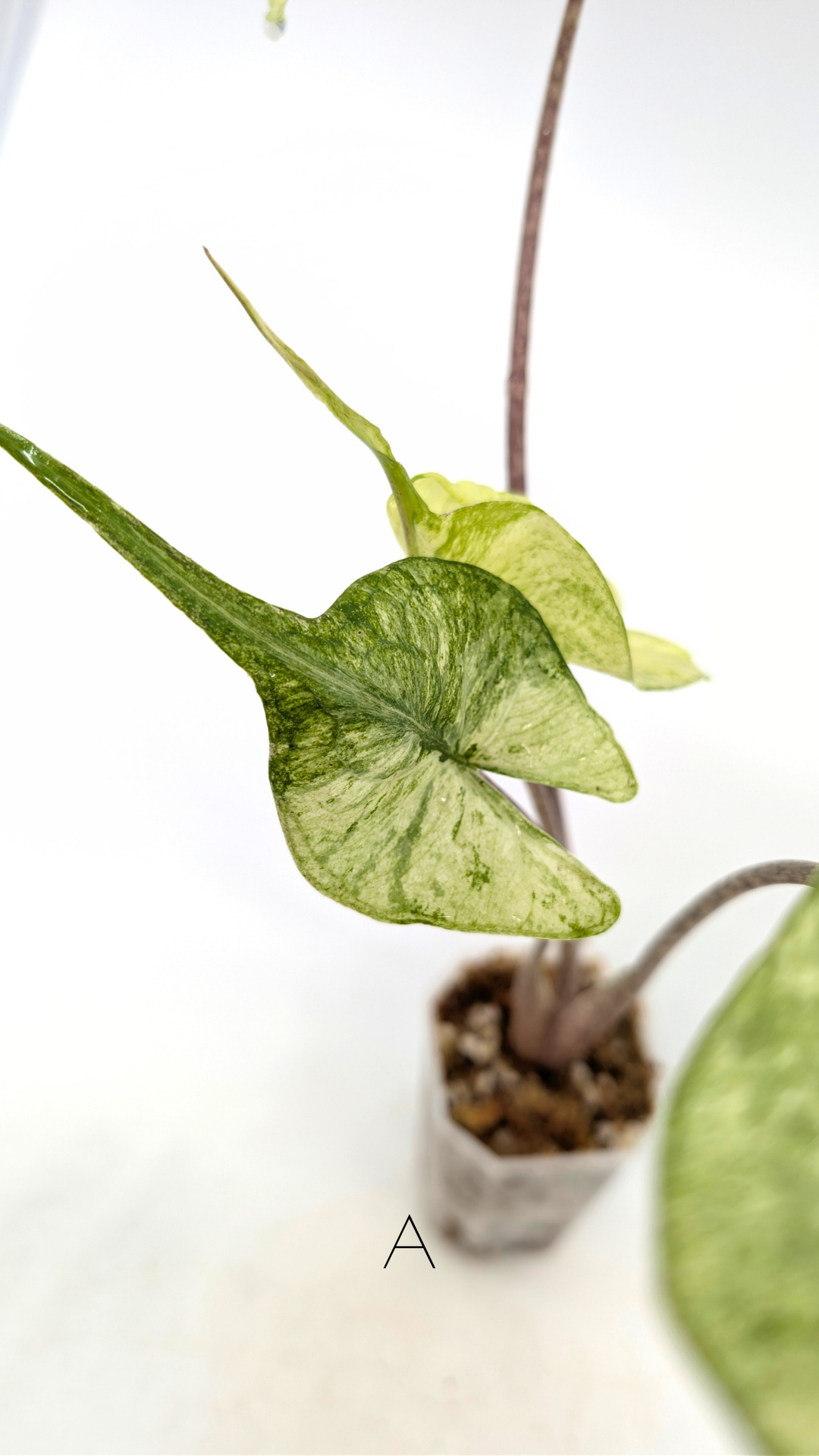 Rare indoor plannt Alocasia Stingray Mint Variegated available for sale at rare house plant shop The Leaf Gallery in Perth, Western Australia.
