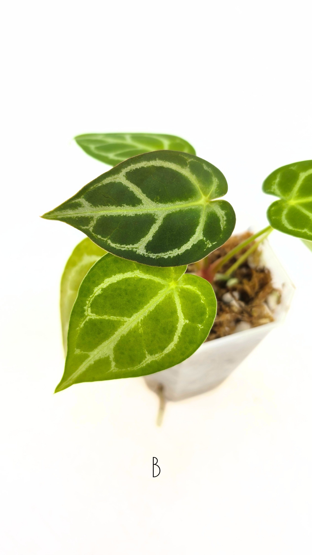 Rare anthurium hybrid Dark Forgetii cross with Anthurium Silver blush available for sale at rare plant shop The Leaf Gallery in Perth, Western Australia