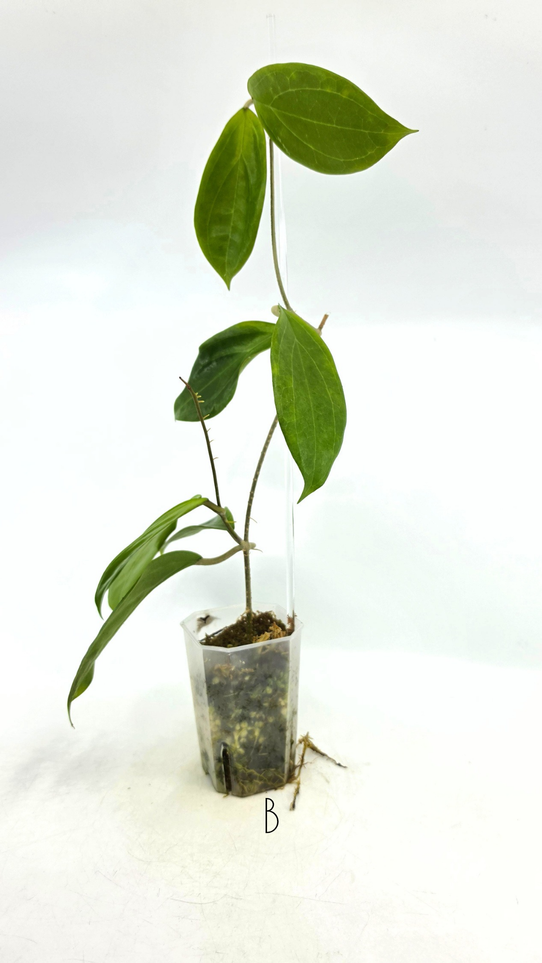 Rare waxplant Hoya UTC033 available for sale at rare indoor plant shop The Leaf Gallery in Perth, Western Australia