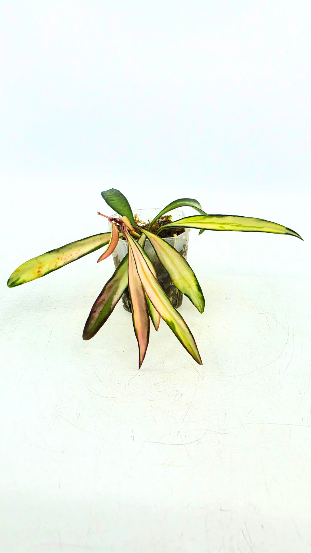 Rare waxplant Hoya Wayetii varigated available for sale at rare indoor plant shop The Leaf Gallery in Perth, Western Australia