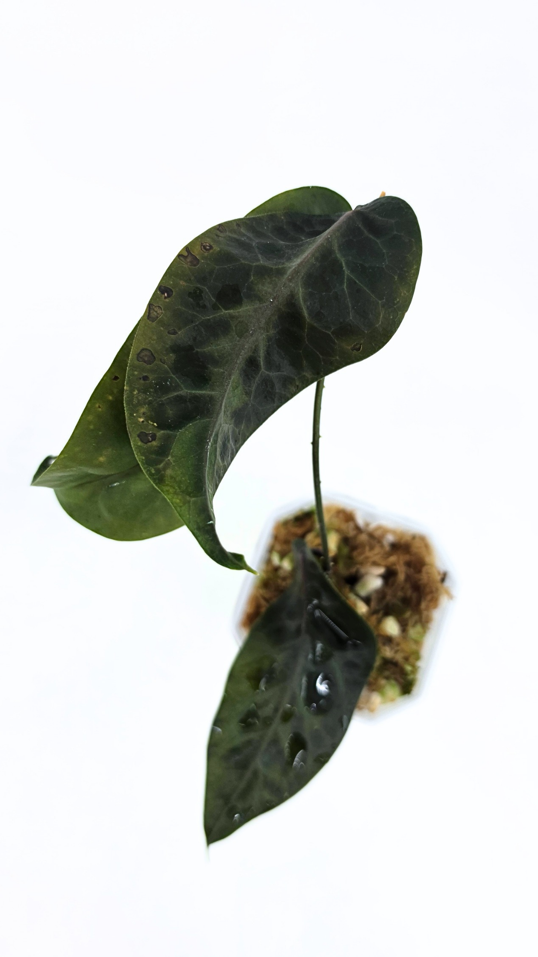 Rare waxplant hoya megalaster IML1007 available for sale at rare plant shop The Leaf Gallery in Perth, Western Australia