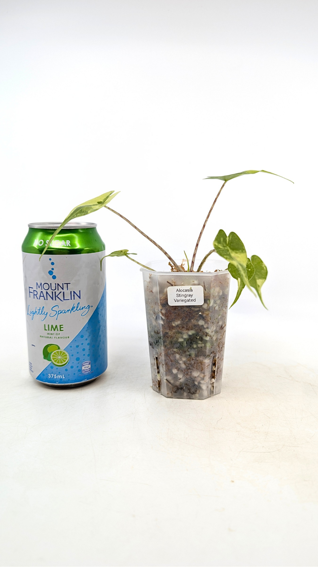 Single plants upload_20260109_160328_0002.png