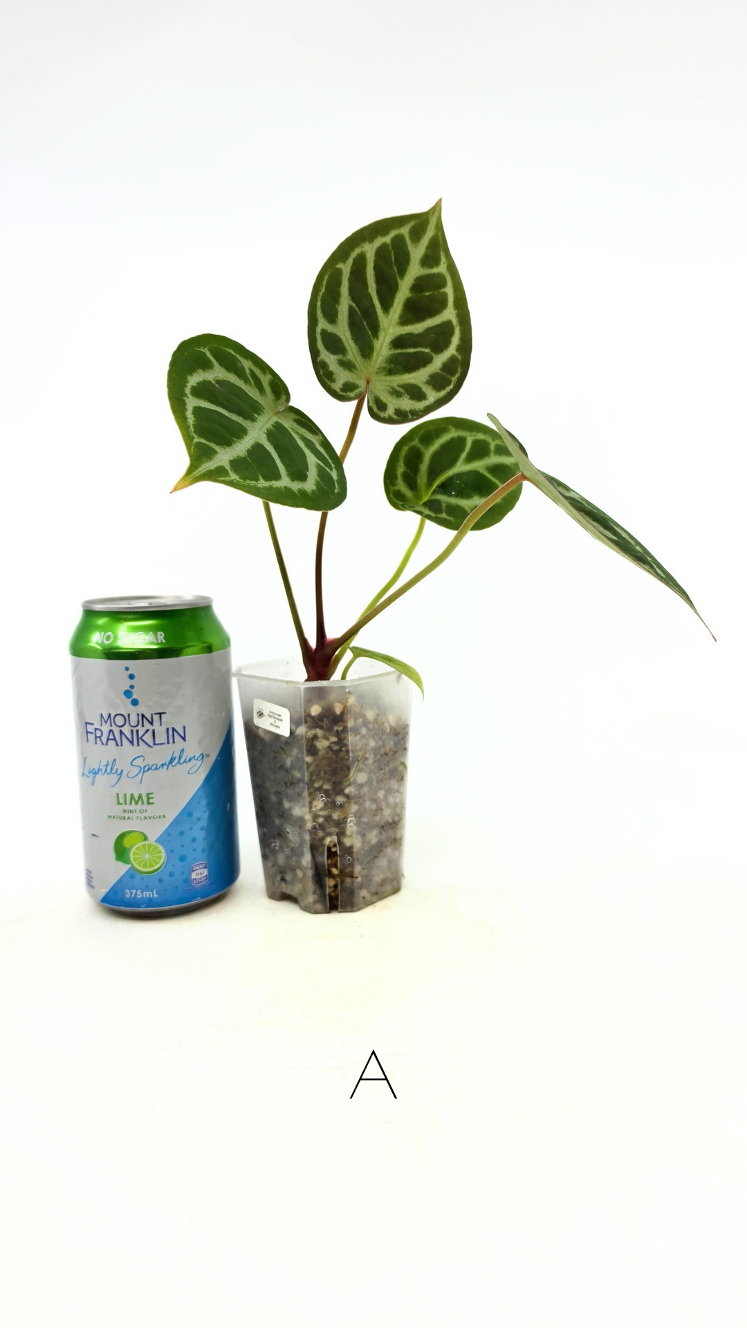 Rare anthurium hybrid Anthurium red dorayaki mutation with Anthurium Michelle by The Leaf Gallery in Perth, Western Australia