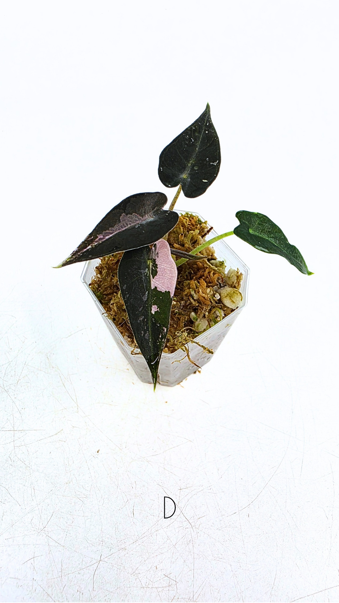 Rare indoor plant Alocasia Amazonica Bambino Pink TC plantlets available for sale at rare houseplant shop The Leaf Gallery in Perth, Western Australia