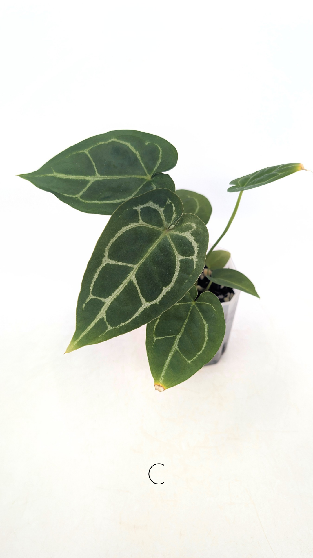 Rare indoor plant Anthurium SKG Silver with Anthurium Forgetii hybrid available at rare plant shop The Leaf Gallery in Perth, Western Australia