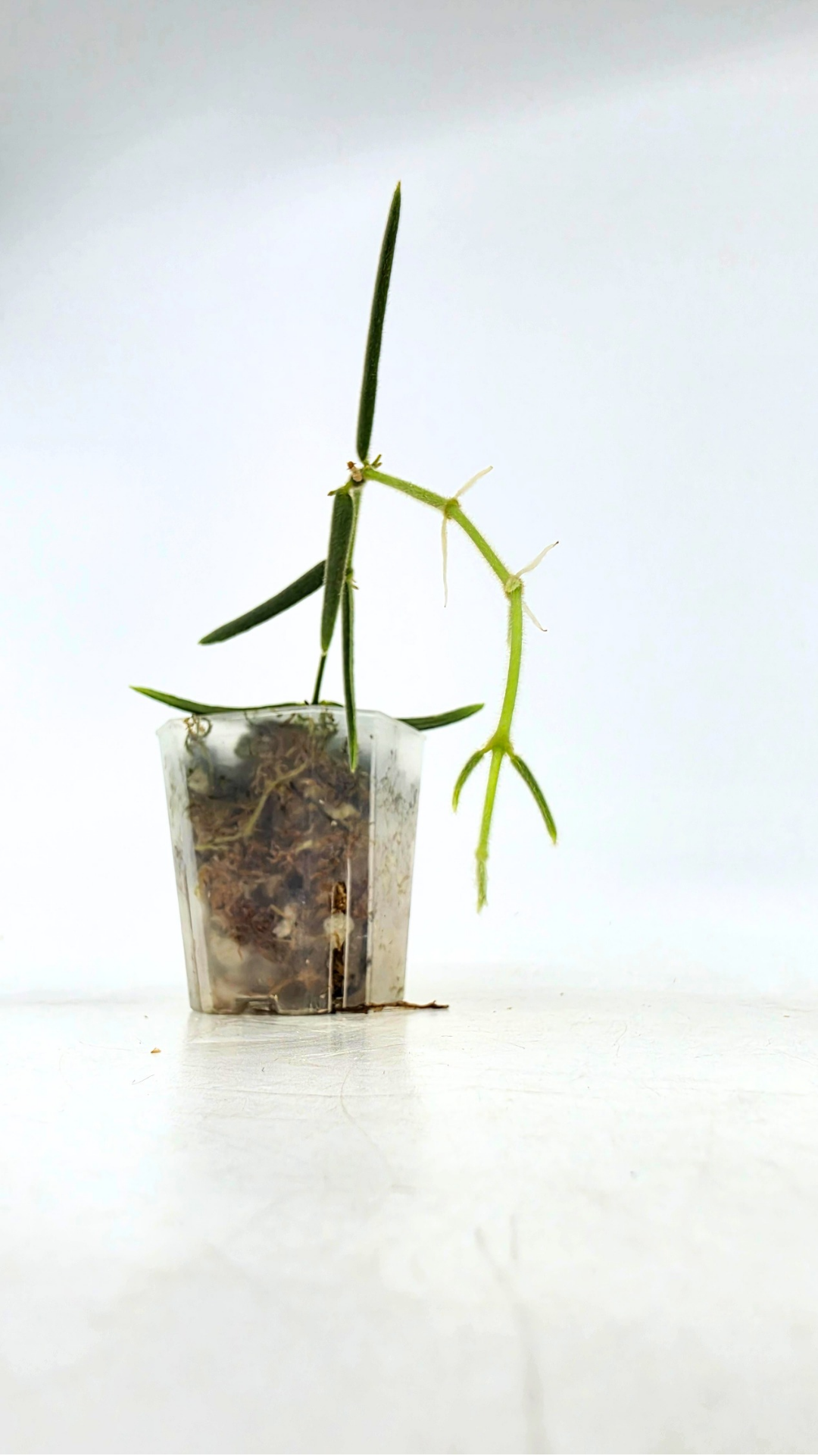 Rare waxplant Hoya Linearis available for sale at rare indoor plant shop The Leaf Gallery in Perth, Western Australia